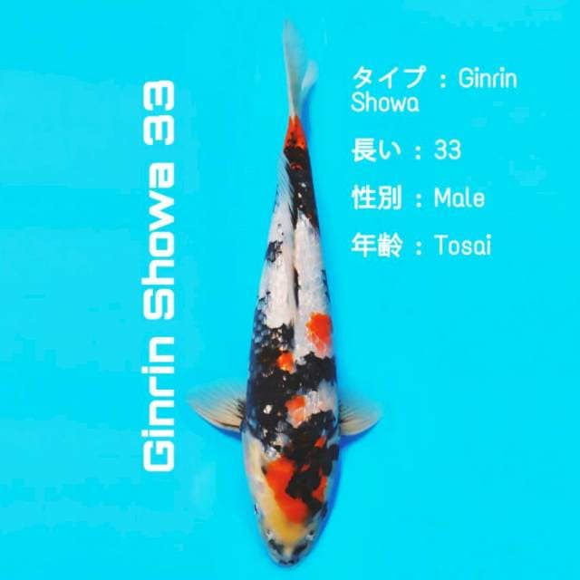 NS-4 Ginrin showa F1