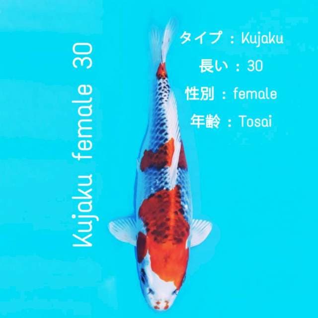 JT-2 Kujaku 