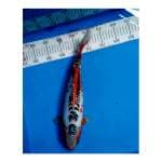 Shusui 37 cm