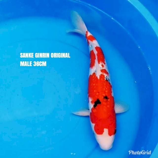 SANKE GINRIN ORIGINAL 