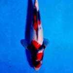 Showa super red, male 30cm