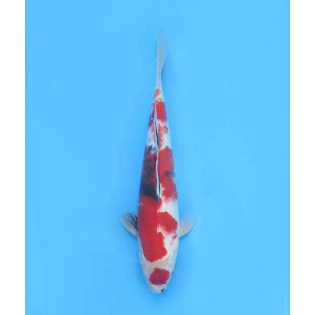 Maruten Showa - 42cm