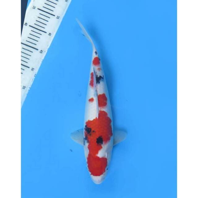Taisho Sanke Halus - 38cm