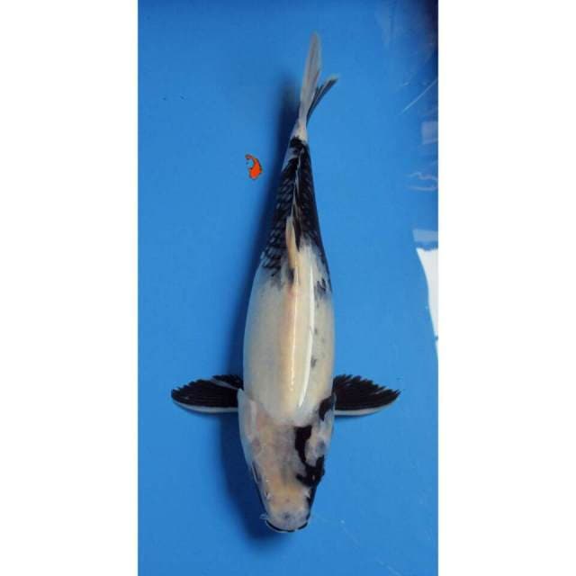 TATEGOI SHIRO 35CM