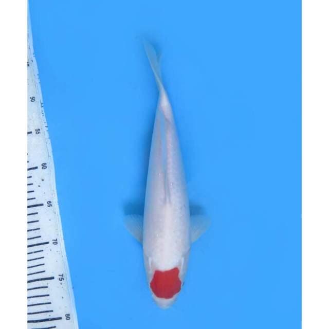 Tancho Kohaku Original - 30cm