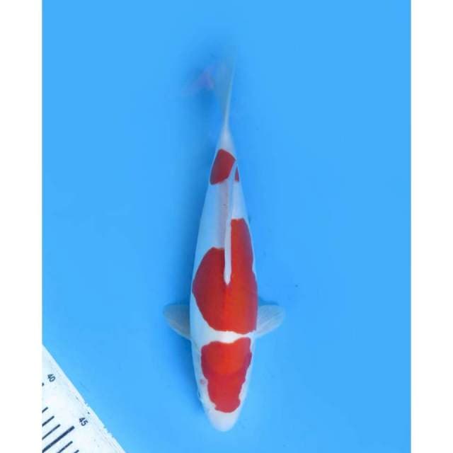 Kohaku Doitsu Murni - 35cm