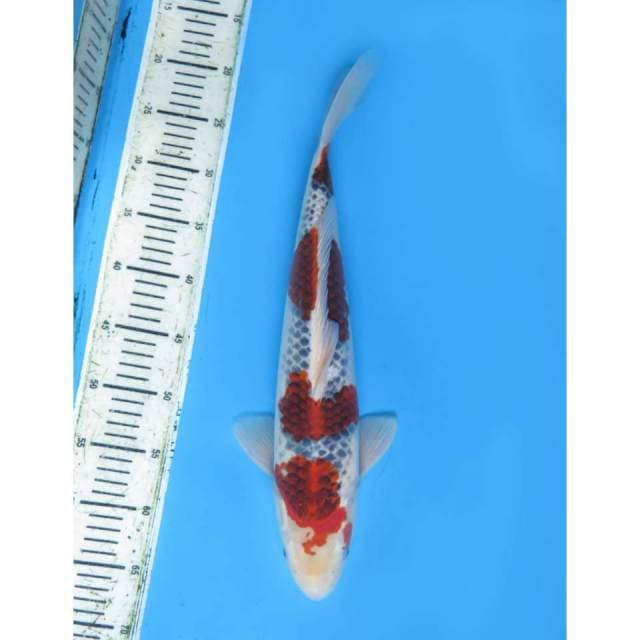 Jumbo Goshiki F1 - 45cm