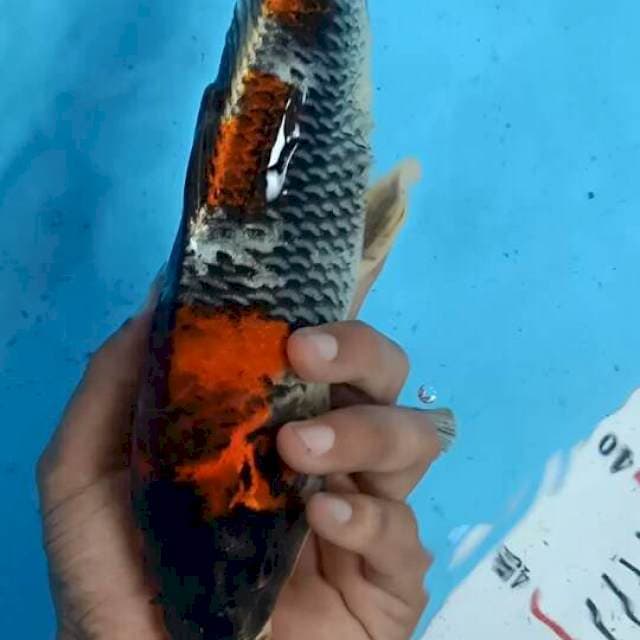 Langka showa goshiki