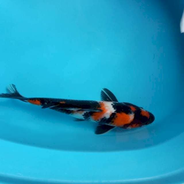 35 CM SHOWA JANTAN