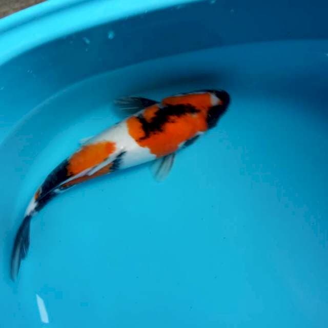 33 CM SHIWA