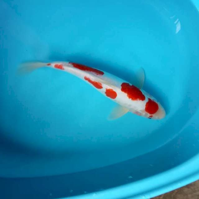 MARUTEN JANTAN