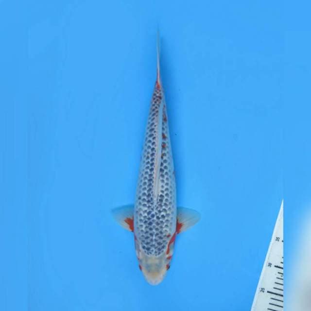 Lelang Kilat , Jumbo Asagi F1 , 45cm 