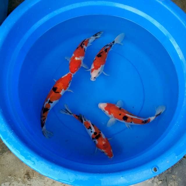 SANKE 27,29CM MIX 5 EKOR