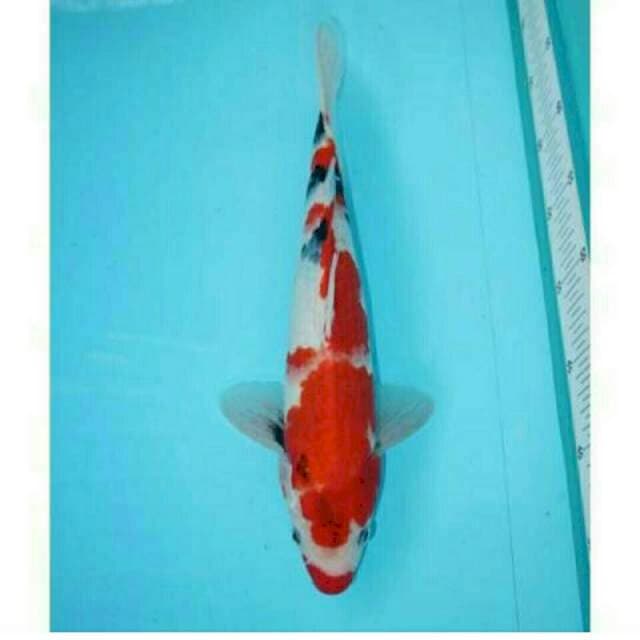Showa Evolution, 35 cm