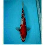 Showa Evolution, 35 cm