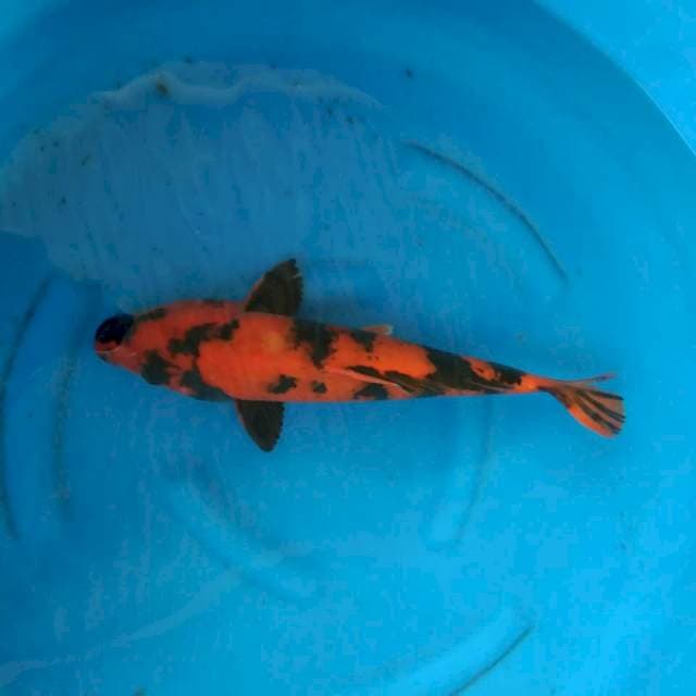 HI UTSURI 46 CM FEMALE