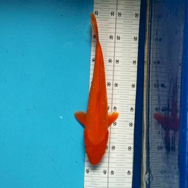 POLOSAN - 30CM