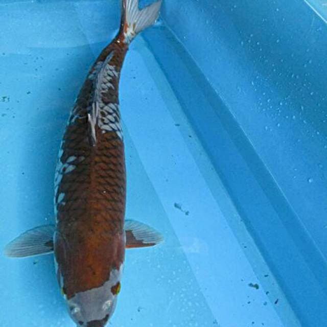Ochiba sighure ±50cm