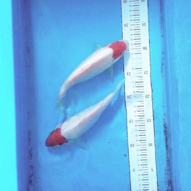 Sepasang tancho kohaku