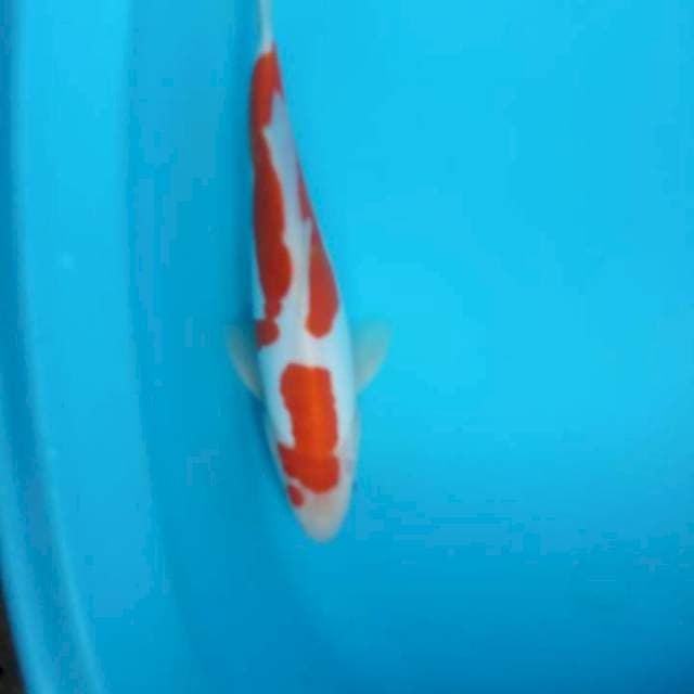Kohaku