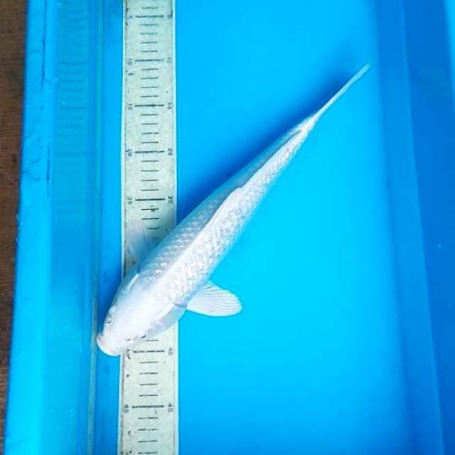 Plarinum Ginrin 35cm