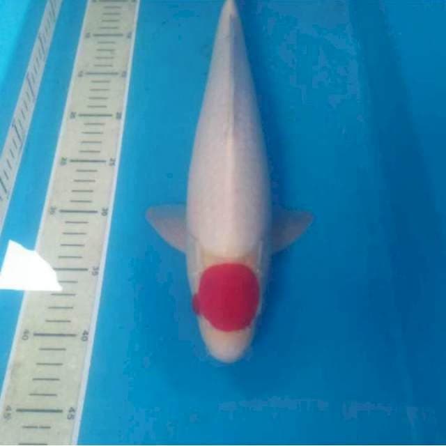 JANTAN 43cm ORI