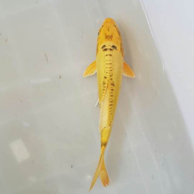KAWARIMONO yellow