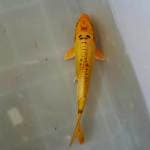 KAWARIMONO yellow
