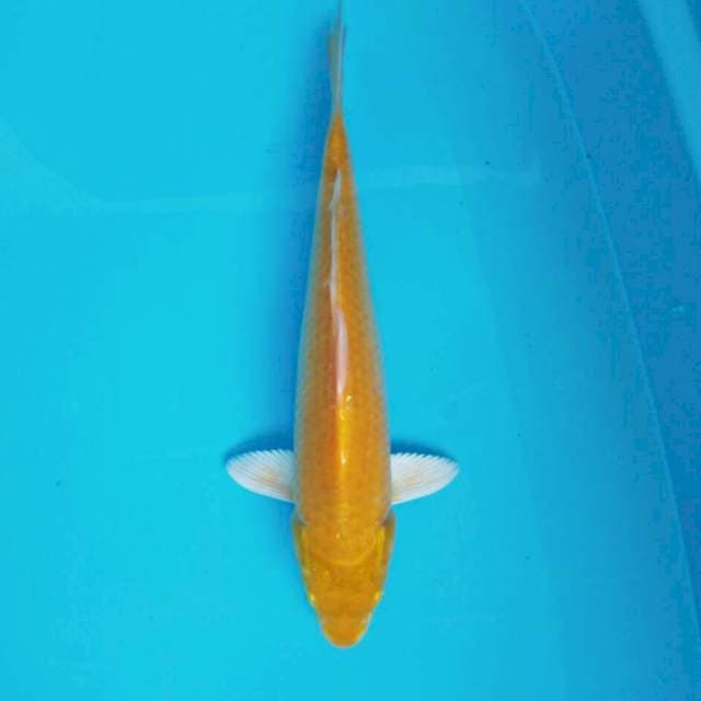 Ogon ciamix*34cm
