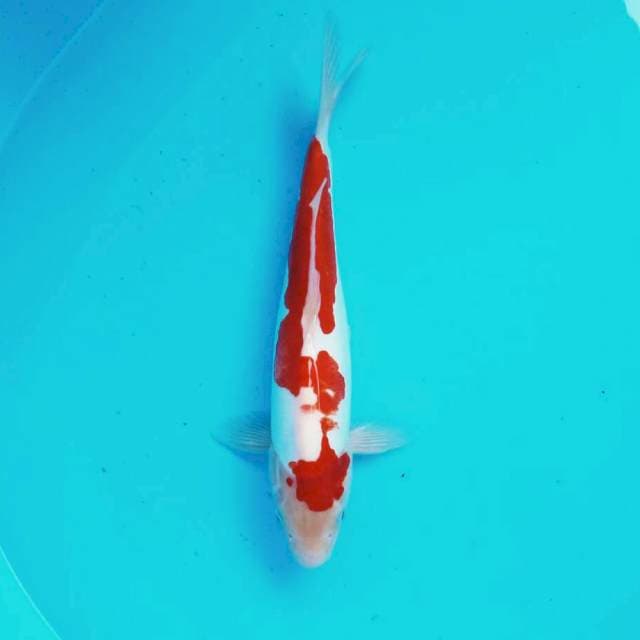 Kohaku doitsu*33cm