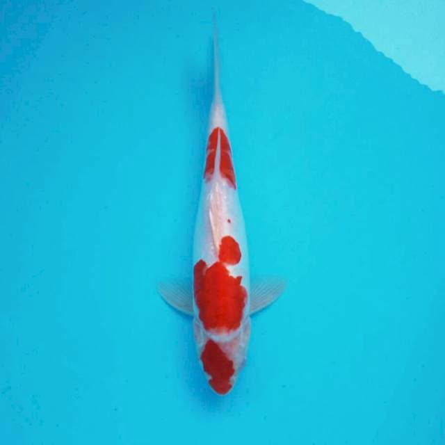 Kohaku*30cm