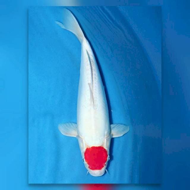 Tancho doitsu kohaku