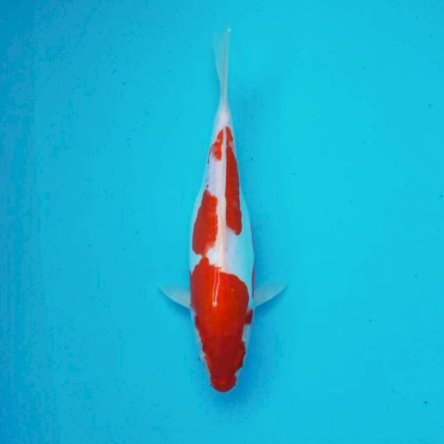 Doit kohaku*31cm