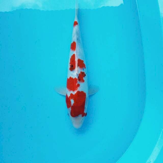 Showa*36cm prospek