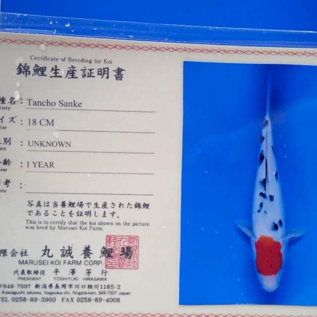Tanco sanke import