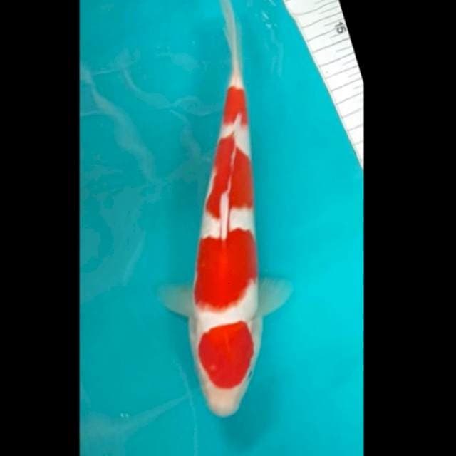 25cm f1 dainichi kohaku
