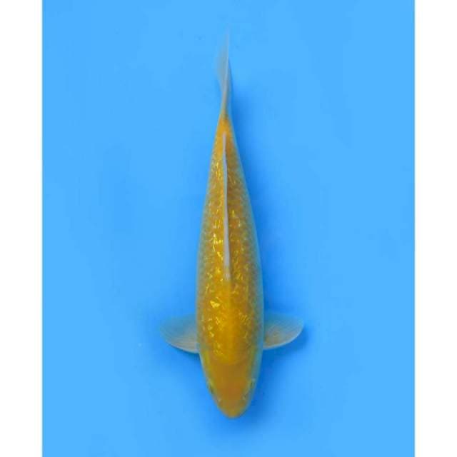 F1 Karashi Ginrin Punuk , 45cm