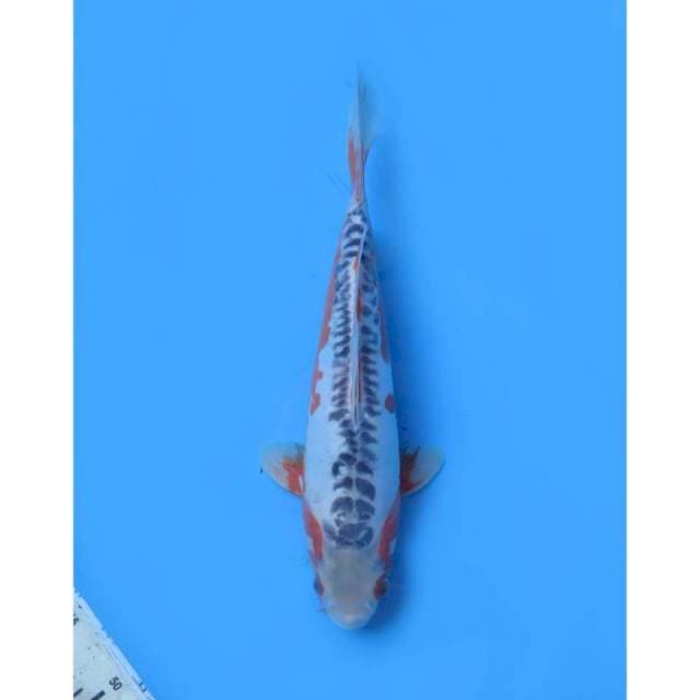 Shusui Jumbo Tosai , 35Cm