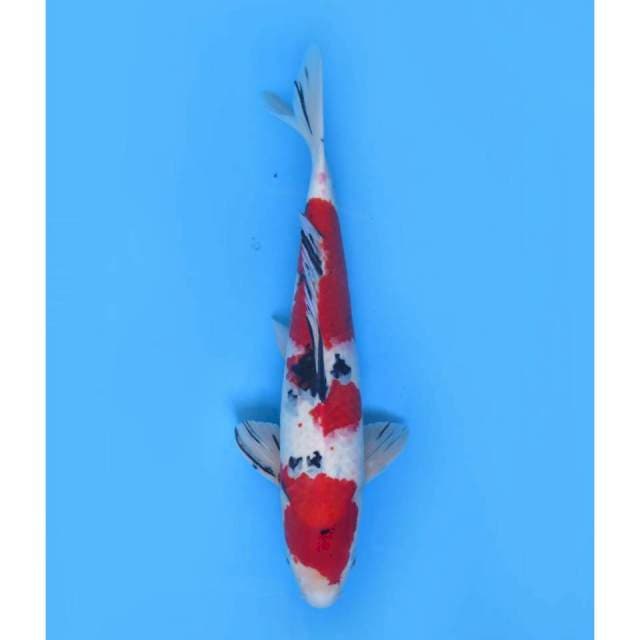 Jumbo Sanke Merah Darah , 47cm