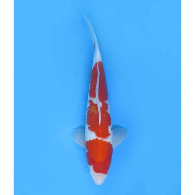 Jumbo Kohaku F1 , 42cm
