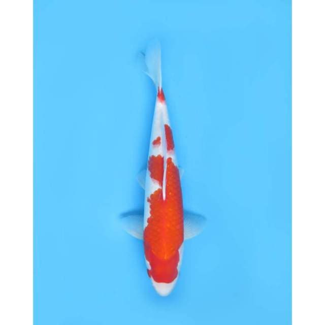 Kohaku Calon Jumbo, 35Cm