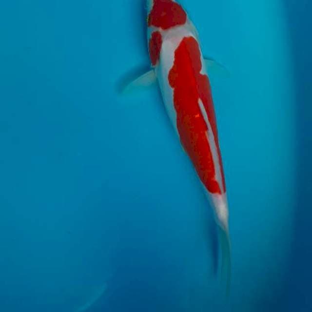 Kohaku