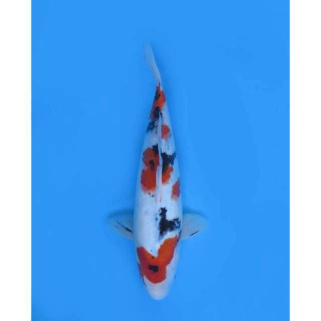 Sanke Good Body , 30cm