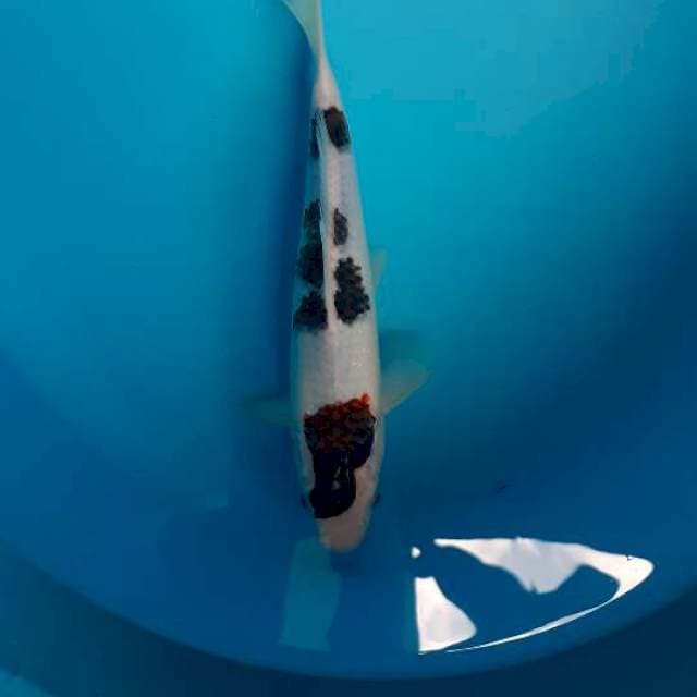 Goromo
