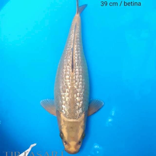 Mukashi Ginrin bulky 39 cm