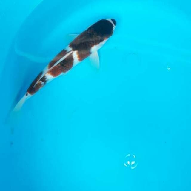 Goromo