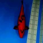 Aka Bekko 40 cm