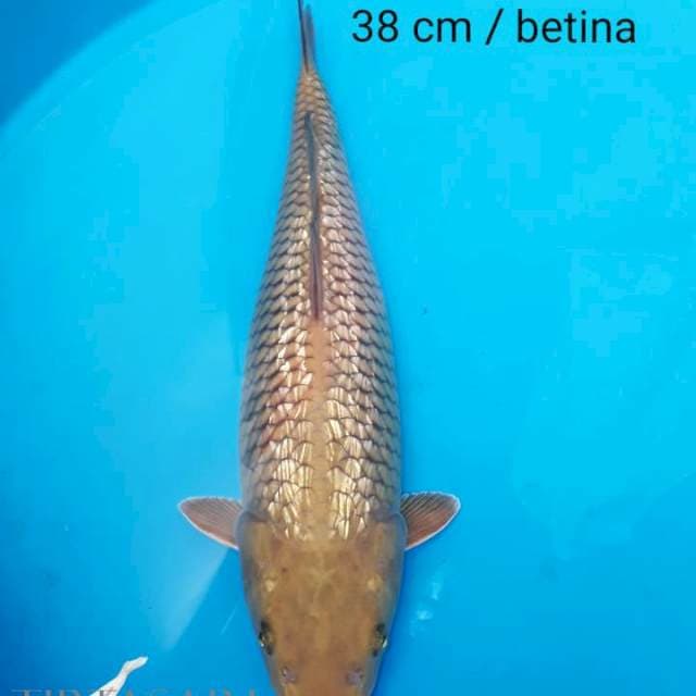 Chagoi Ginrin 38 cm