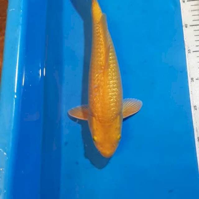 KARASHI GINDRIN BERPUNUK 33 CM