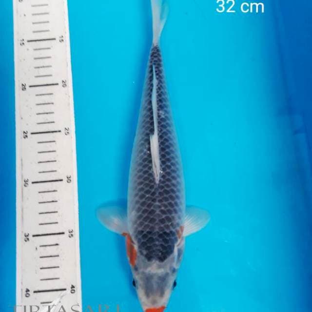 Asagi bergincu 32 cm